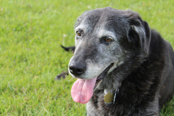 happy-old-dog-picture-id635820902